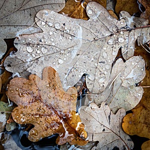 Oak autumn leaves in water