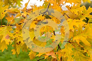 oak autumn, yellow oak leaves