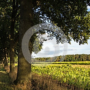 An oak avenue forms the end of a cornfield at the edge of a forest in Kirchlinteln, Germany