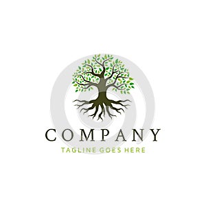 Oak Banyan tree logo design. Tree of life logo design inspiration