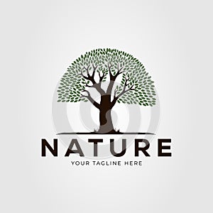oak or banyan tree and nature logo vector illustration design...