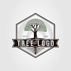 oak or banyan tree with root logo vector illustration design. nature symbol on hexagon badge