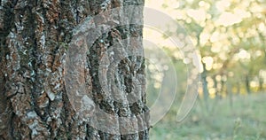 Oak bark close-up. Camera panorama on city park. Sunlight illuminates green trees and grass. Autumn.