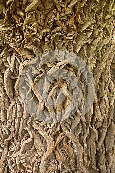 Oak bark