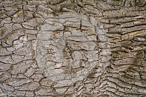 Oak bark gray natural texture