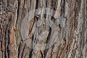 Oak bark macro