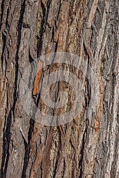 Oak bark macro