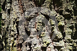 Oak bark macro, tree trunk close-up, texture