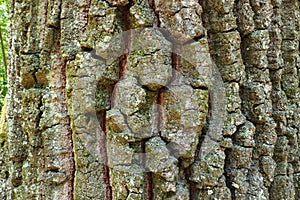 Oak bark macro, tree trunk close-up, texture