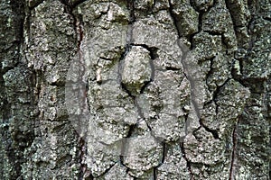 Oak bark macro, tree trunk close-up, texture