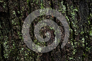 Oak bark moss texture. Wet tree close-up