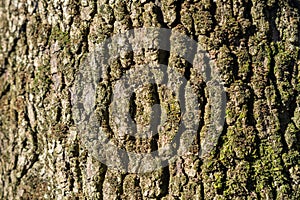 oak bark secular tall tree