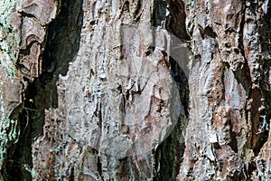Oak Bark