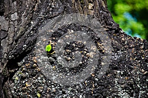 Oak bark with a young sprout