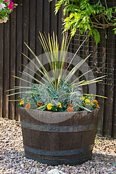 Oak barrel planted with cordyline shrub