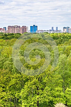 Oak and birch trees in summer forest and city