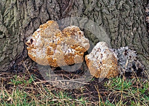 Oak Bracket Fungus - Pseudoinonotus dryadeus in Charlecote Park, Warwickshire.