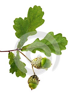 Oak branch with acorns photo