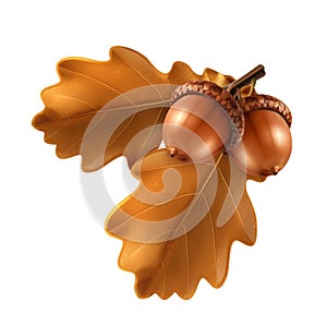 Oak branch with acorns