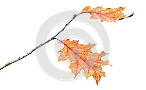 Oak branch with dry autumn leaves on a white isolated background