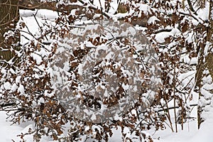 Oak branch with dry leaves covered with snow lying on the ground in the winter forest