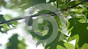 Oak branch with green leaves and acorn. Oak tree in summer closeup