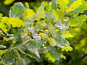 Oak branch with green leaves and acorns on a sunny day in summer with blurred background