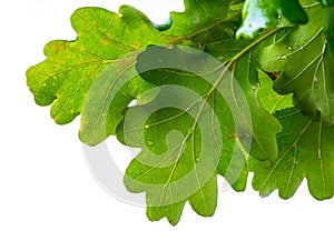 Oak branch with green leaves on a white isolated background