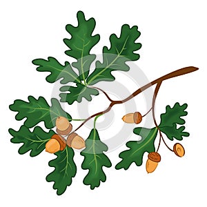 Oak branch with leaves and acorns