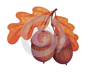 Oak Branch with Leaves and Acorns as Thanksgiving Day Attribute Vector Illustration