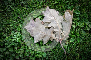 Oak branch with oak leafs lies in the grass, water drops