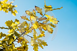 Oak branch with orange and yellow leaves in the forest in autumn. Nature background. Fall season
