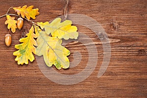 Oak branch over wooden background