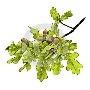 Oak branch sketch vector graphics