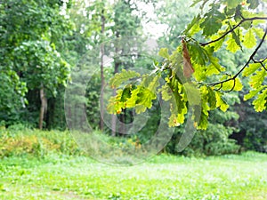 Oak branch with wet green leaves and green trees