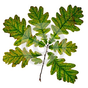 Oak branch with withering leaves isolated on white