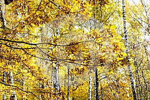 Oak branch with yellow foliage and birch trees