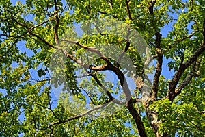 oak branches