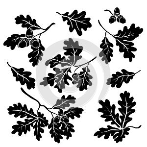 Oak branches with acorns, silhouettes