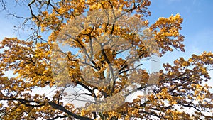 Oak branches against a blue sky.