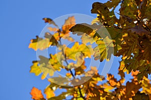 Oak branches with autumn colored leaves close-up. yellow, red, green autumn leaves against the blue sky.