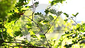 Oak branches with green leaves flutter in the wind