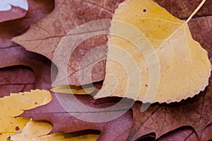 Oak brown autumn leaves stack