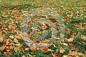 Oak brown leaves in green grass