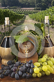 In oak casks with vines and grapes white and black