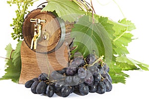 In oak casks with vines and grapes white and black photo