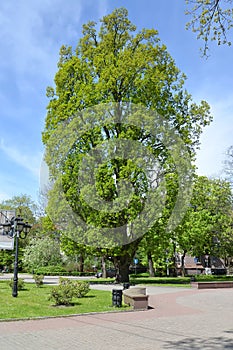 Oak chereshchaty pyramidal, Quercus robur L., grows in the square. Kaliningrad