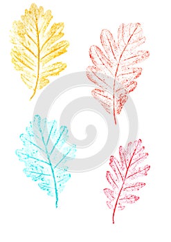 Oak colored autumn leaves hand drawn on pastel crayon paper and isolated on white background