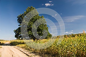 Oak on corn field