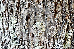 Oak cortex closeup, texture photo